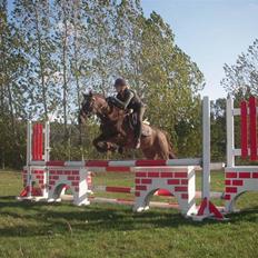 New Forest Tinkle Top's Timo. SOLGT