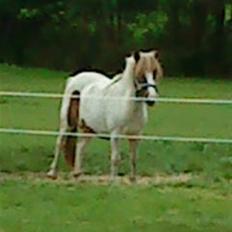 Anden særlig race Lille My *solgt*