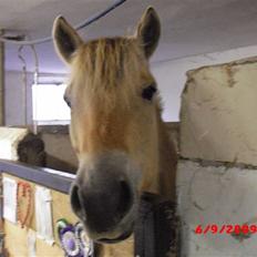 Fjordhest Freja (Smukke) Solgt!