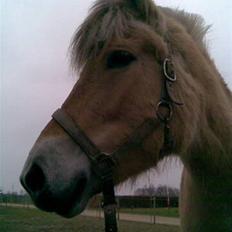 Fjordhest Freja (Smukke) Solgt!