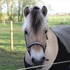 Fjordhest Tjalfe Fjordvang<3