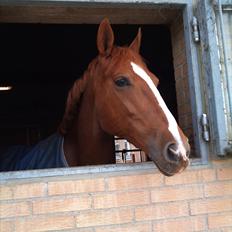 Hollandsk Varmblod Zafira 'KWPN' *SOLGT* 