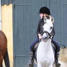 Anden særlig race Misty  <3