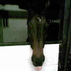 Dansk Varmblod A tempo