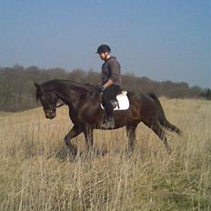 Dansk Varmblod A tempo