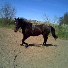 Dansk Varmblod A tempo