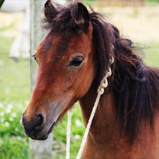 Shetlænder Prins Buski