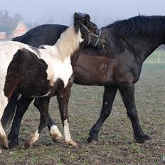 Pinto Shevargo << SOLGT >>