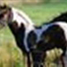 Pinto Shevargo << SOLGT >>