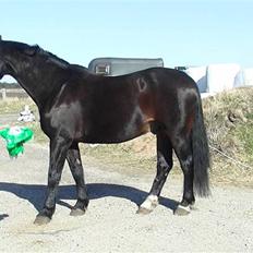 Oldenborg Buller