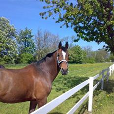 Anden særlig race Vassago HIMMELHEST
