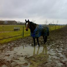 Anden særlig race Vassago HIMMELHEST