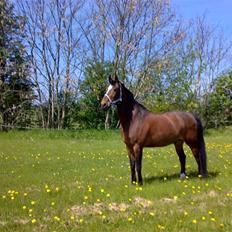 Anden særlig race Vassago HIMMELHEST