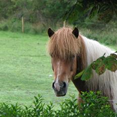 Islænder Fáni f. Harrevig