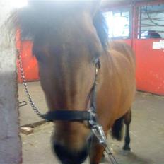 Anden særlig race Passo<3 i;