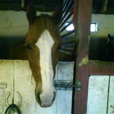 Anden særlig race jupiter(G.Lpart<3)juppi<3