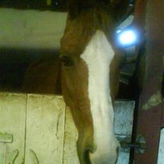 Anden særlig race jupiter(G.Lpart<3)juppi<3