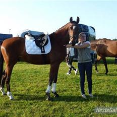 Dansk Varmblod Bonas Fair Chas (søsters)