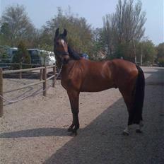 Dansk Varmblod Bonas Fair Chas (søsters)