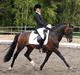 New Forest Mister Malthe ELITEHINGST