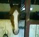 Anden særlig race jupiter(G.Lpart<3)juppi<3