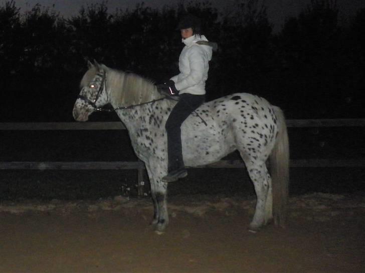 Knabstrupper Bonnie - Dagen før hun blev hentet til rebild rideskole. :o billede 18