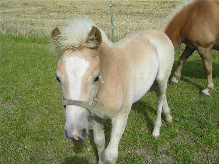 Haflinger Gaya *SOLGT* :'(  - Gaya som 0 års : ) billede 16
