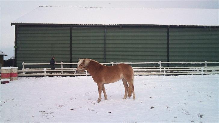 Haflinger Gaya *SOLGT* :'(  - d. 26/11-2010 Gaya i sne 3,5 år gammel :) billede 17