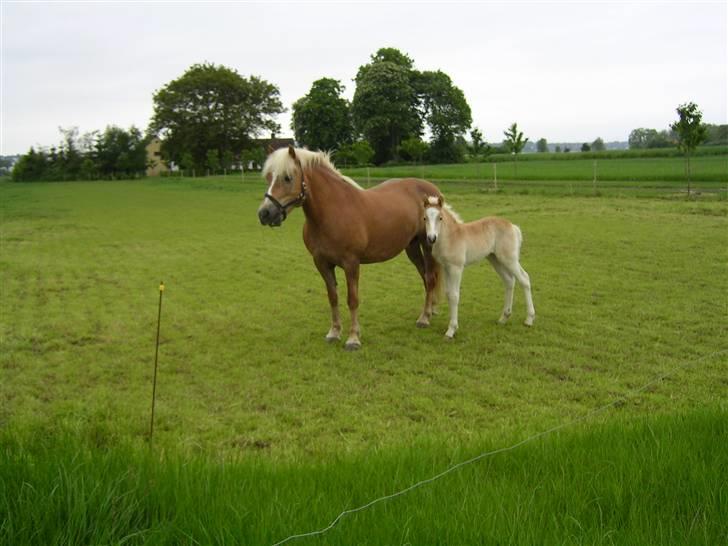 Haflinger Gaya *SOLGT* :'(  - Gaya da hun var to dage gammel : ) billede 18