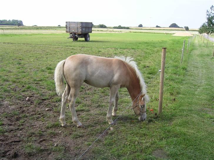 Haflinger Gaya *SOLGT* :'(  - Gaya som 0 års : ) billede 19