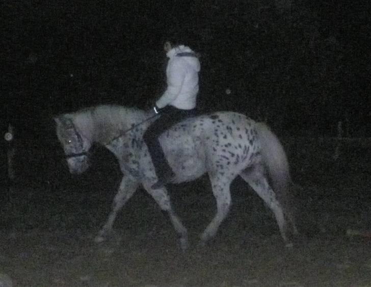 Knabstrupper Bonnie billede 19