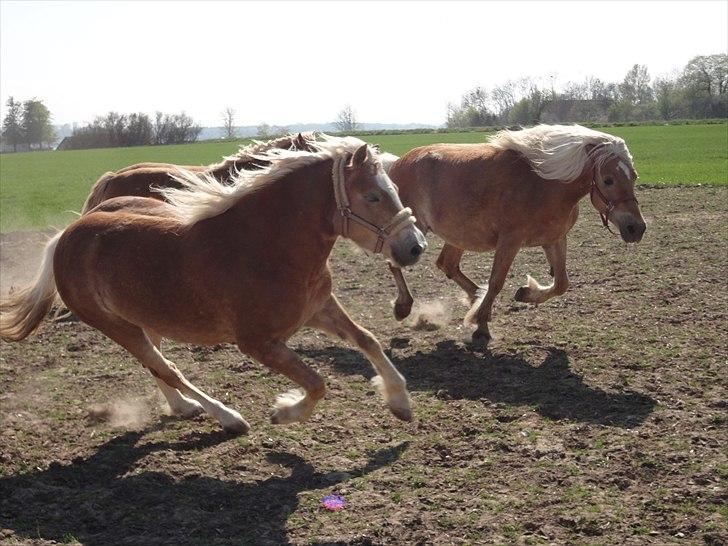 Haflinger Gaya *SOLGT* :'(  - Gaya 4 år ( den inderste) billede 20