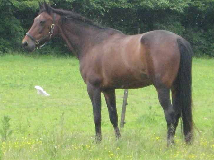 Traver sissel win - Sille juli 2010, nu dejlig rund og pæn igen :-) billede 1