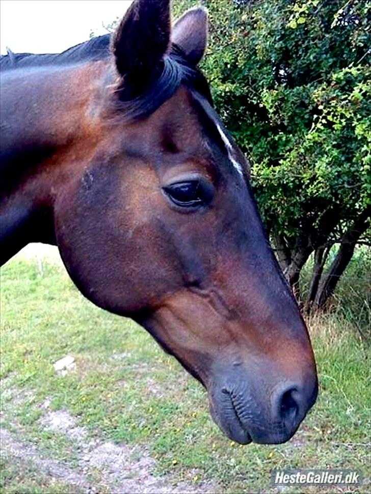 Traver Cyrano "Himmelhest" - Min smukke hest <3 
Foto: Sarah (tidligere ejer) billede 4