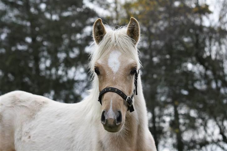 Palomino Rainbow Honey Bee billede 10