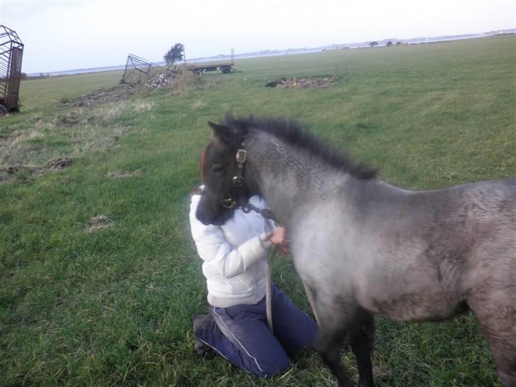 Welsh Mountain (sec A) Cerét - ude på tur q:  billede 10