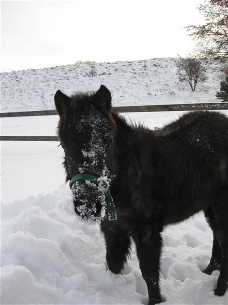 Welsh Mountain (sec A) Cerét - Cerét leger i sneen.  billede 11