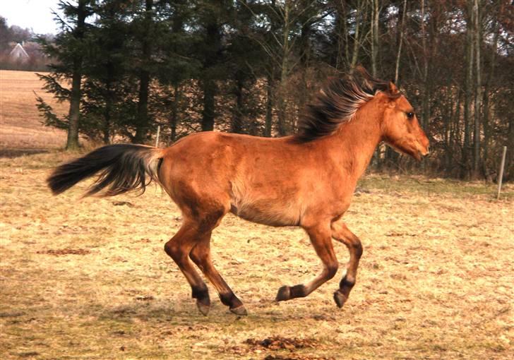 Anden særlig race Cheval Le Anton - Anton 1½år billede 7