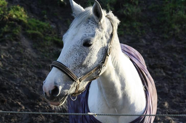 Sportsaraber (A) Søgaardens Magic spirit - Velkommen til Magic´s profil billede 1