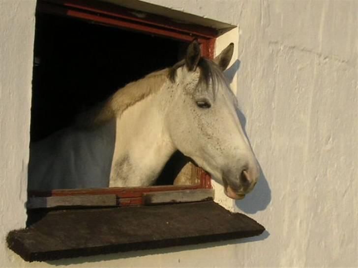 Sportsaraber (A) Søgaardens Magic spirit billede 4