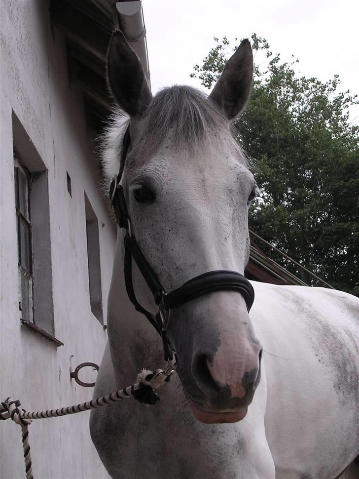 Sportsaraber (A) Søgaardens Magic spirit billede 5