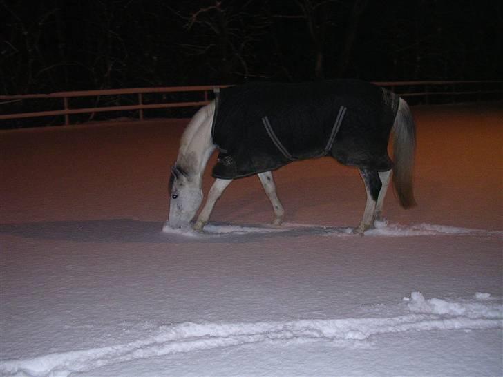 Sportsaraber (A) Søgaardens Magic spirit billede 6