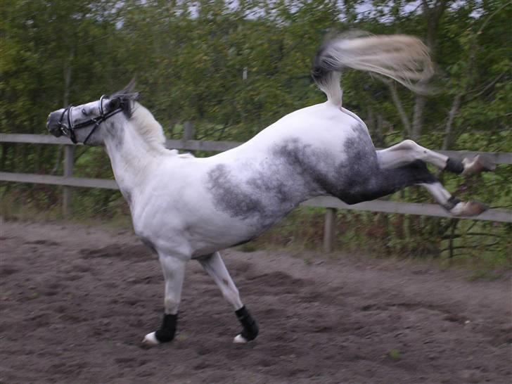 Sportsaraber (A) Søgaardens Magic spirit billede 7