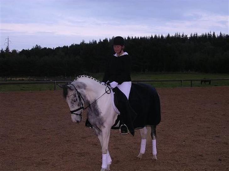 Sportsaraber (A) Søgaardens Magic spirit billede 8