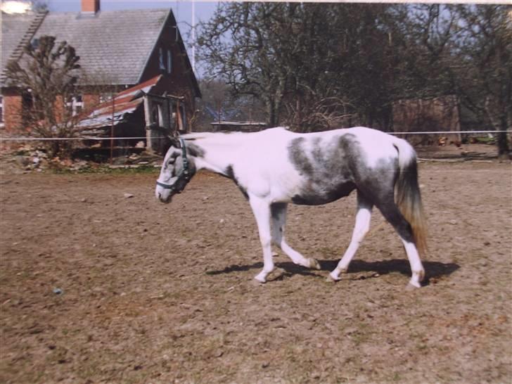 Sportsaraber (A) Søgaardens Magic spirit - Sådan så magic ud da jeg købte hende som 3 års billede 9