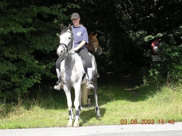 Sportsaraber (A) Søgaardens Magic spirit billede 10