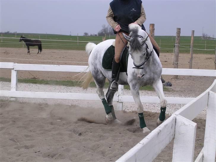 Sportsaraber (A) Søgaardens Magic spirit - Magic og louise - min meget savnede halvpart :( billede 11