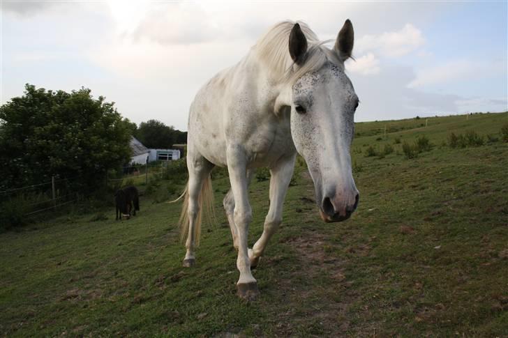 Sportsaraber (A) Søgaardens Magic spirit billede 15
