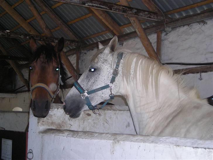 Sportsaraber (A) Søgaardens Magic spirit - Magic og Armani - armani er min gamle springhest som desværre ikke ibalandt os mere. billede 16