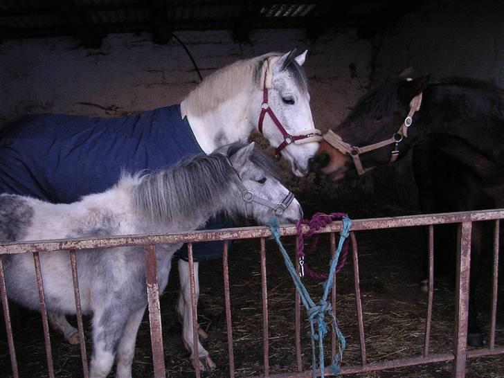 Sportsaraber (A) Søgaardens Magic spirit - Den gamle bande - Alf og Armani er desværre ikke iblandt os mere - i er savnet mine dejlige drenge billede 17
